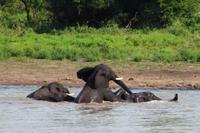 Kruger NP - Elephant Family 4